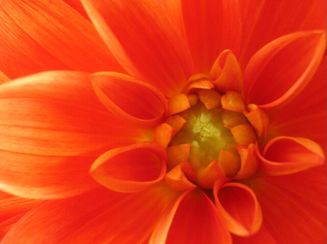 Orange Dahlia Facing Left Closeup