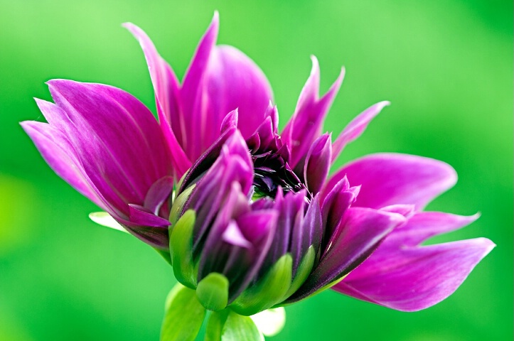 Purple Dahlia