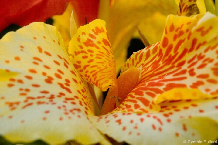 Yellow-Orange Lilly