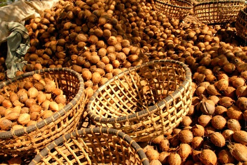 Coconut-harvest