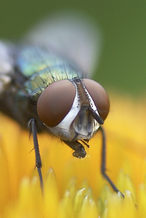  Fly - ID: 4672528 © Laurie Daily