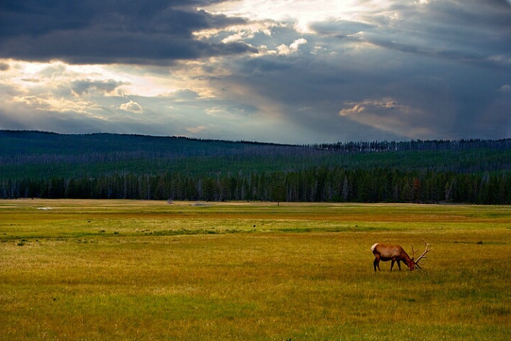Elk Grazing, Yellowstone