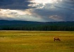 Elk Grazing, Yell...