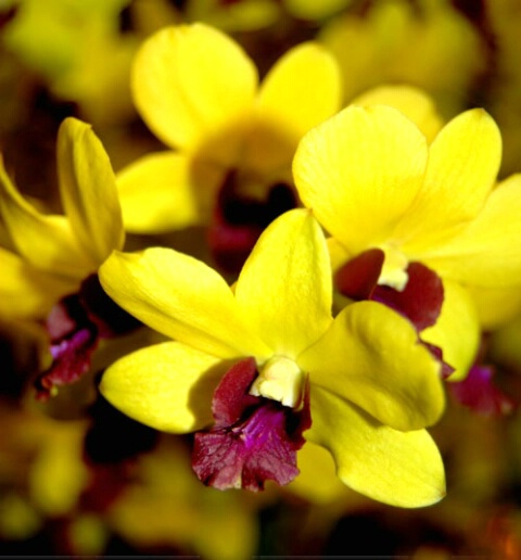 Beautiful Yellow Blurr