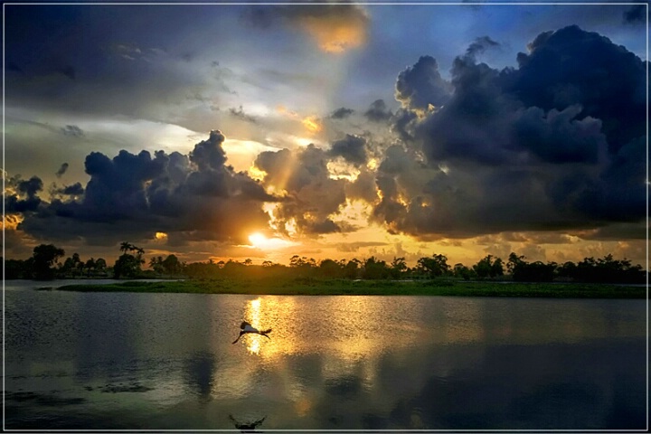 Stork In The Sun