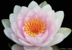 Water Lily