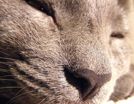 A Cat's Nose
