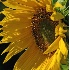 © Greg Lessard PhotoID# 4677512: Sunflowers #4