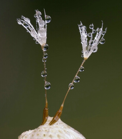 Dandelion Dewdrops