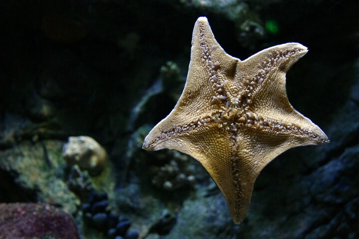 Starfish