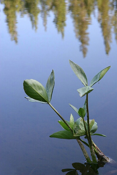 Morning Pond