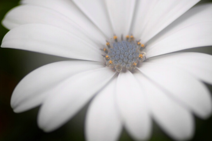 Blue-eyed Daisy