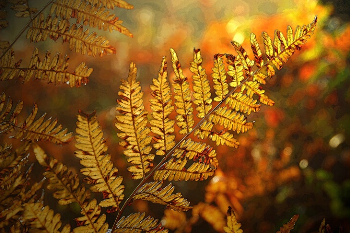 Autumn Fern