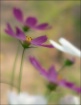 Blur # 1