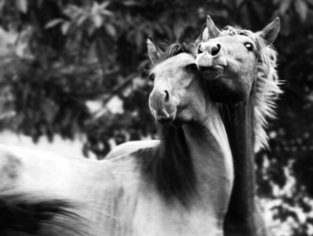 Equine Love Connection