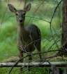 "Doe, A Deer,...
