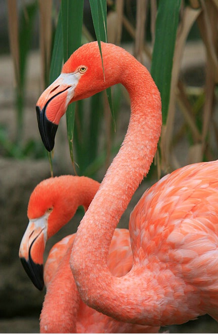 Flamingo in ABQ