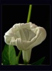 White lamp flower