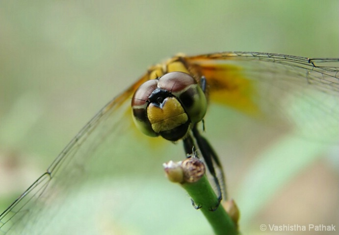 Face of a Dragonfly