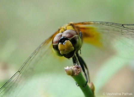 Face of a Dragonfly