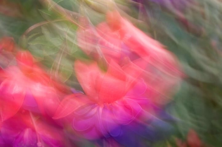 Windswept fuschia - beautiful blur