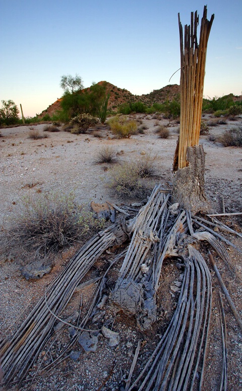 Fallen Sentinel the death of a giant Saguaro 