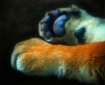 The Paws of Power
