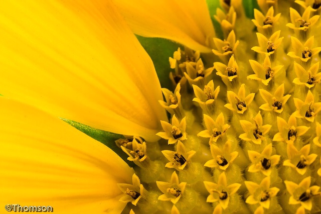 Arlington:  Sunflower