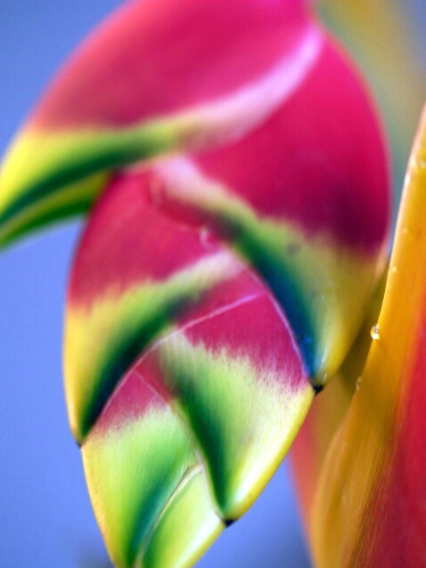 Colorful  Hawaiian Heliconia in the blur