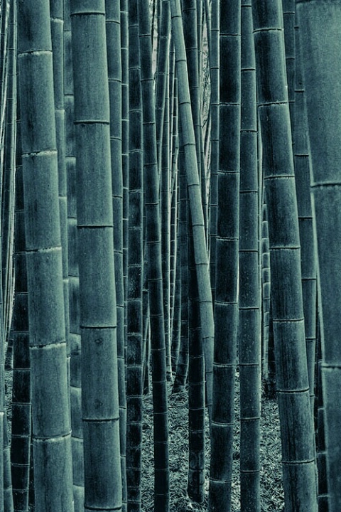Sagano-Arashiyama bamboos