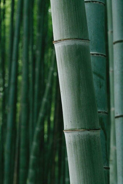 Sagano-Arashiyama bamboos