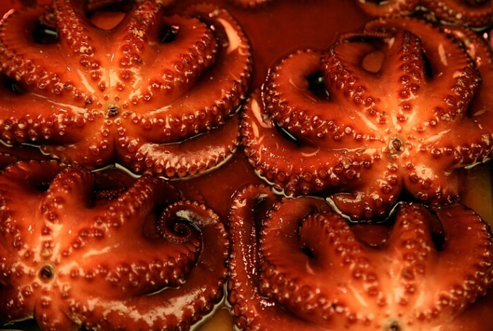 Octopus pattern