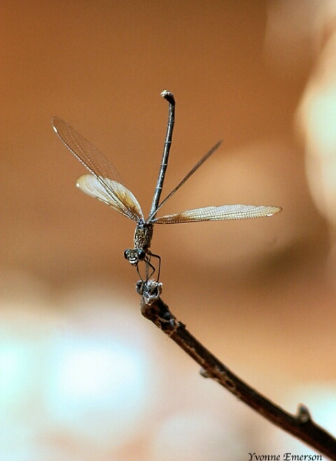 Female Dragonfly