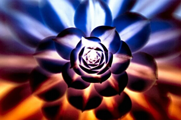 Radiating succulent