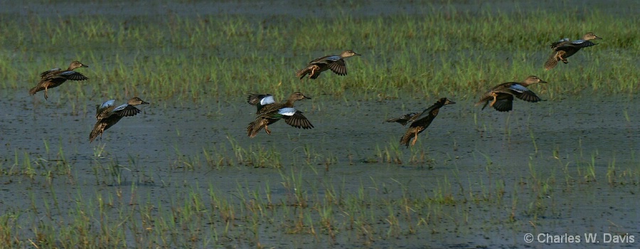 Blue Wing Teal