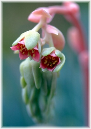 Cactus Bells