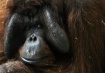 Male Orangutan