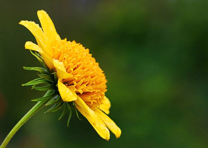 Sunny Flower