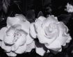 Midnight Bloom