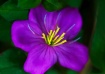 Inner Beauty
