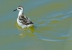 Phalarope, Devere...