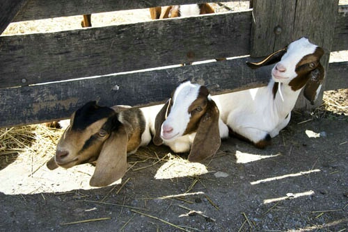 "The 3 Goatmigos"