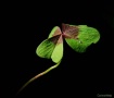 Oxalis leaf
