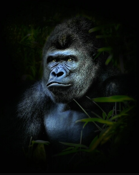 "Silverback"