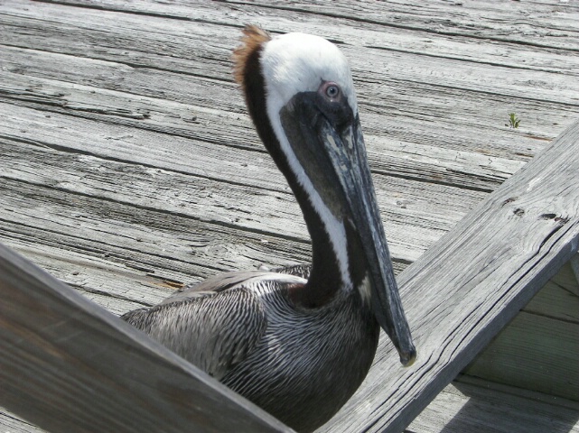 Pelican at Cedar Key 