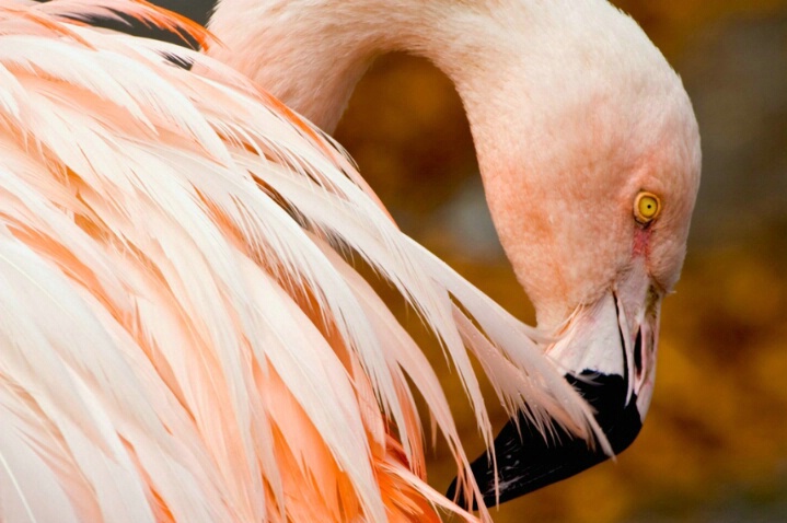 Sunset flamingo