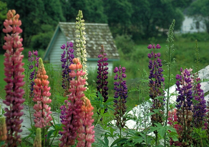 Lupines against a  broken fence