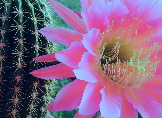 Cactus Bloom in Pink