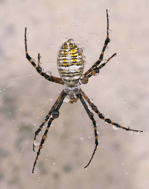 Argiope #2