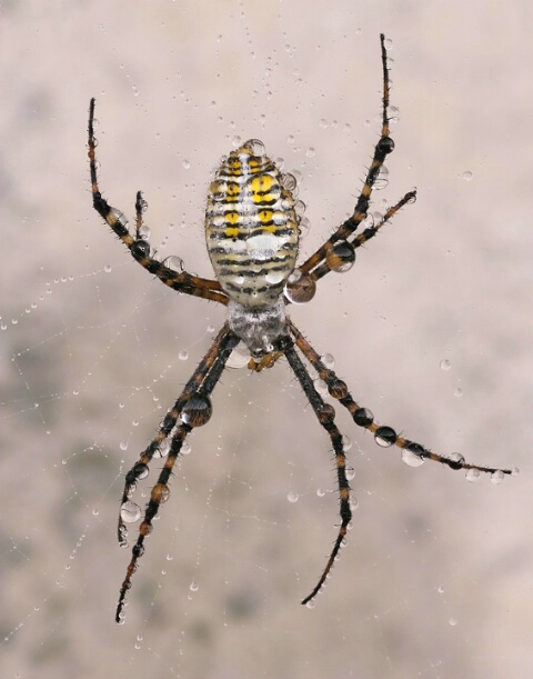 Argiope #2